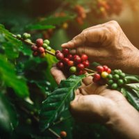 [coffee berries] close-up arabica coffee berries with agriculturist hands - coffee stockfoto's en -beelden