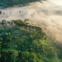 coffee farm in the fog by drone view - coffee stock pictures, royalty-free photos & images