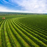 coffee harvesting - coffee stockfoto's en -beelden