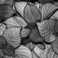 coleus leaves in tones of silver - garden decoration stock pictures, royalty-free photos & images