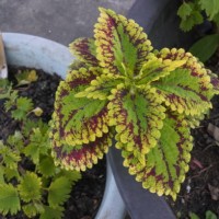 coleus solenostemon scutellarioides, plectranthus scutellarioides - garden decoration stock pictures, royalty-free photos & images