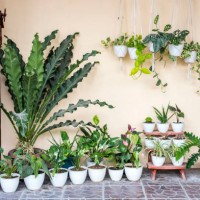 collection of houseplant - garden decoration stock pictures, royalty-free photos & images