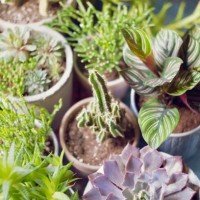 collection of succulents. - garden decoration stock pictures, royalty-free photos & images