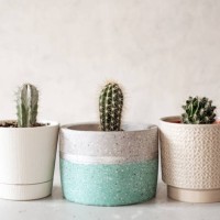collection of various cactus and succulent plants in different pots. potted cactus house plants on white shelf against white wall. - garden decoration stock pictures, royalty-free photos & images