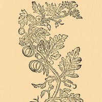 colocynth bitter cucumber, illustration by gerard 1633 - garden decoration stock illustrations