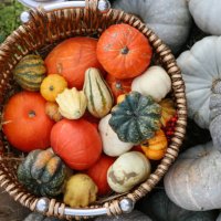 colorful and various shapes organic pumpkins at the farm market - garden decoration stock pictures, royalty-free photos & images