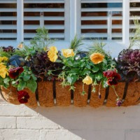 colorful annual plants adorn window box - garden decoration stock pictures, royalty-free photos & images
