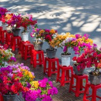 colorful bougainvillea sell during tet holiday in vietnam - garden decoration stock pictures, royalty-free photos & images