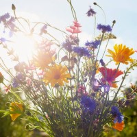 colorful bouquet of wild flowers in a vase on table in garden against sunlight in the evening - garden decoration stock pictures, royalty-free photos & images