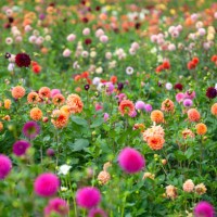 colorful dahlia garden in full bloom on a farm in the pacific northwest. - garden decoration stock pictures, royalty-free photos & images