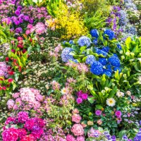 colorful flowers - garden decoration stock pictures, royalty-free photos & images