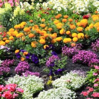 colorful flowers display - garden decoration stock-fotos und bilder
