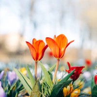 colorful flowers in the spring - garden decoration stock pictures, royalty-free photos & images