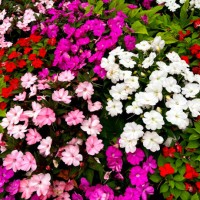 colorful impatiens flower in bloom - garden decoration stockfoto's en -beelden
