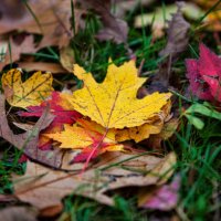 colorful leaves - garden decoration stock pictures, royalty-free photos & images