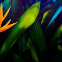 colorful leaves on nature background, beautiful colored tropical leaves - garden decoration stock pictures, royalty-free photos & images