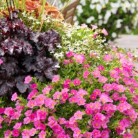 colorful pots of flowers in backyard - garden decoration stock pictures, royalty-free photos & images