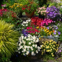 colourful display of bright summer bedding plants in containers - garden decoration stockfoto's en -beelden