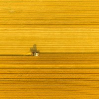 combine harvester harvesting wheat in agricultural field - food stock pictures, royalty-free photos & images