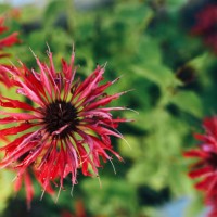 composition for the floral background of garden flowers, top view. monarda didyma. bergamot. - garden decoration stockfoto's en -beelden