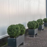 concrete planters filled with small green trees - garden decoration stock pictures, royalty-free photos & images