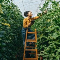 controlling the plants - food stock pictures, royalty-free photos & images