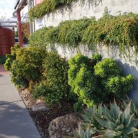 convolvulus sabatius two moons and aloe plants against brick wall - garden decoration stock pictures, royalty-free photos & images