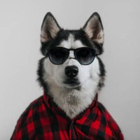 cool dog - fashion stock pictures, royalty-free photos & images