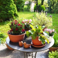 corner of springtime back garden with flower pots - garden decoration stockfoto's en -beelden