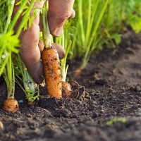 corrot dans le champ - food photos et images de collection