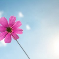cosmos flower background - garden decoration stock pictures, royalty-free photos & images