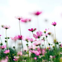 cosmos flowers in ornamental garden with sunlight - garden decoration stock pictures, royalty-free photos & images