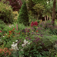 Cottage garden with columbines, lambs-ears, lupins, foxgloves and geums, Aquilegia, Stachys byzantina, Lupinus x regalis, Digitalis purpurea, Geum...