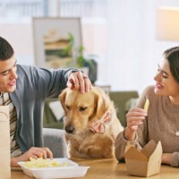 couple, food and home with dog for love, pet bonding and eating together in apartment. support, animal and people with adoption, takeaway fries and snacks for lunch in house with golden retriever - junk food stock pictures, r
