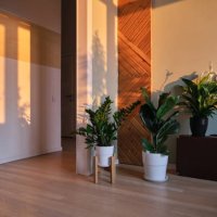 cozy home interior with home plants in the rays of the dawn sun. - garden decoration stock pictures, royalty-free photos & images