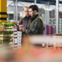 crates of lettuce, isolated - food stock pictures, royalty-free photos & images
