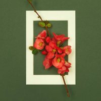 creative layout made with red quince flowering branch and white picture frame on dark green background. top view, flat lay, copy space. - garden decoration stock pictures, royalty-free photos & images