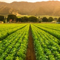 crops grow on fertile farm land panoramic before harvest - food stock pictures, royalty-free photos & images