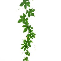 cucumber leaves isolated on white - garden decoration stock pictures, royalty-free photos & images