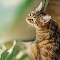 curious blue eyed cat exploring big light room with home plants. grey short-haired kitten with funny muzzle. adorable siamese cat. - garden decoration stock pictures, royalty-free photos & images