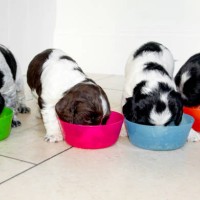 cute cocker spaniel puppies feeding from different coloured bowls - food stock pictures, royalty-free photos & images