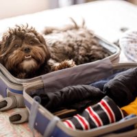 cute dog inside of open suitcase - travel stock pictures, royalty-free photos & images