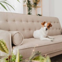 cute dog sitting on sofa at home - home decoration stock pictures, royalty-free photos & images
