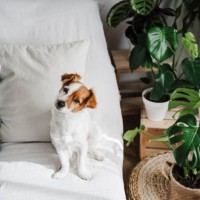 cute jack russell terrier on sofa in living room at home - home decoration stock pictures, royalty-free photos & images