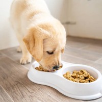 cute labrador baby dog eating from his bowl. - food stock pictures, royalty-free photos & images