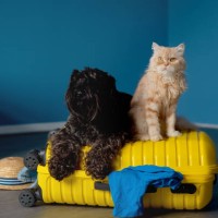 cute pets and suitcase indoors. pet friendly hotel - travel stock-fotos und bilder