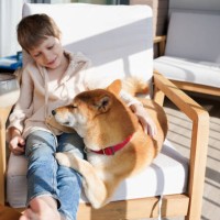 cute preschooler boy hugging with domestic dog in armchair on balcony at sunny day - garden decoration photos et images de collection