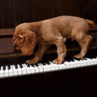 cute puppy of a golden cocker spaniel on the piano keys. - concert stock pictures, royalty-free photos & images