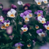 cute vibrant collection of purple and white pansies in full bloom, showcasing their delicate petals and vibrant colors. - garden decoration stock pictures, royalty-free photos & images