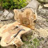 cutting big tree - garden decoration stock pictures, royalty-free photos & images